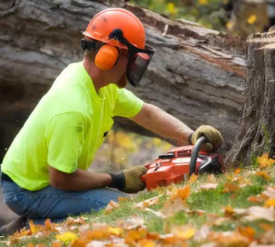 tree services Hightsville